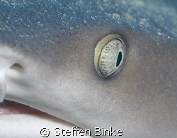 Eye Contact by Steffen Binke 